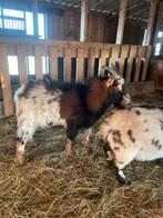 Bokje gratis af te halen, Dieren en Toebehoren, Mannelijk, Geit