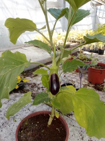 Surinaamse Boulanger Plant beschikbaar voor biedingen
