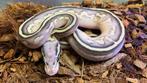 Verschillende ball pythons te koop, Dieren en Toebehoren, Slang, Tam, 0 tot 2 jaar