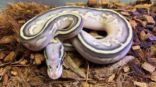 Verschillende ball pythons te koop, Dieren en Toebehoren, Reptielen en Amfibieën, Slang, 0 tot 2 jaar, Tam