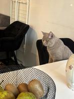 Britse korthaar kitten met stamboom, Dieren en Toebehoren, Katten en Kittens | Raskatten | Korthaar, Kater, Met stamboom, 0 tot 2 jaar