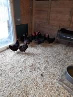 Broedeieren  sussex kriel, Dieren en Toebehoren, Pluimvee, Geslacht onbekend, Kip