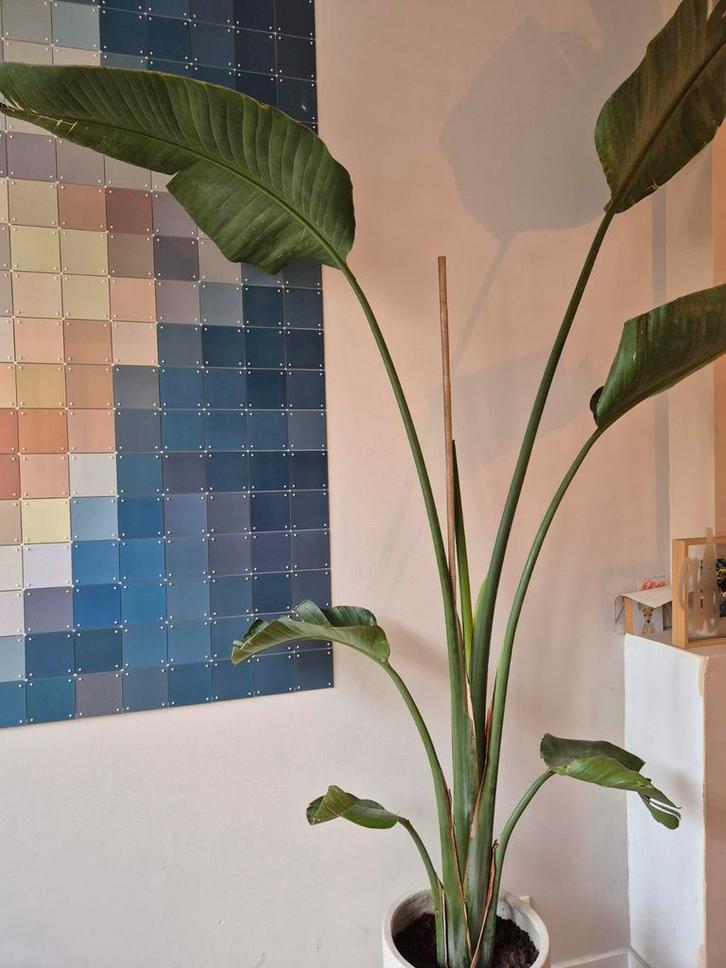 Strelitzia Nicolai 250cm (exclusief pot), Huis en Inrichting, Kamerplanten, 200 cm of meer, Volle zon, Ophalen