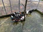 Zweedse bloem kippen, Dieren en Toebehoren, Pluimvee, Meerdere dieren, Kip