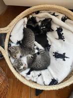 Lieve, sociale kittens, Dieren en Toebehoren, Katten en Kittens | Overige Katten, Meerdere dieren, Kortharig, 0 tot 2 jaar