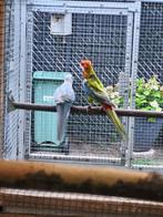 Koppel rosella, Dieren en Toebehoren, Vogels | Parkieten en Papegaaien, Meerdere dieren, Parkiet, Geringd