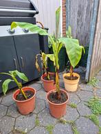 Mooie bananenplanten, Tuin en Terras, Planten | Tuinplanten, Ophalen, Zomer, Overige soorten, Volle zon