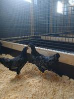 Barnevelder hennen, Dieren en Toebehoren, Vrouwelijk, Kip