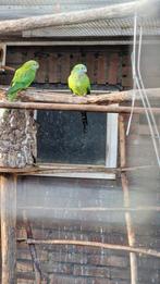 Barraband pop 2022 ruilen voor man, Dieren en Toebehoren, Vogels | Parkieten en Papegaaien, Vrouwelijk, Parkiet