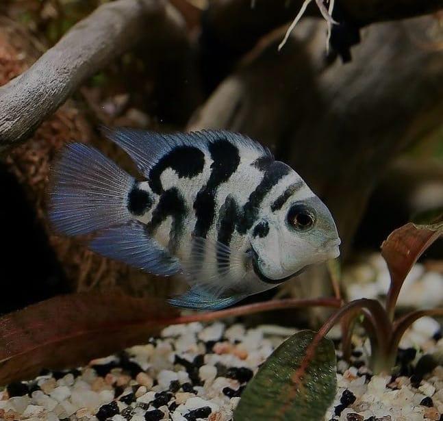 Blue Polar €3.99 per stuk 4 voor €14 & 10 voor €30, Dieren en Toebehoren, Vissen | Aquariumvissen, Vis