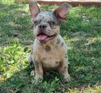 Franse bulldog pup, Particulier, Rabiës (hondsdolheid), 15 weken tot 1 jaar, Reu
