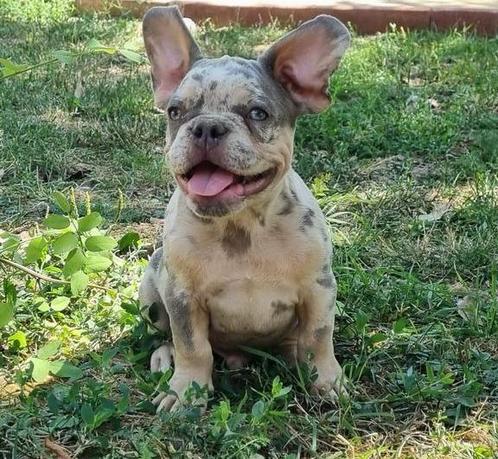 Franse bulldog pup, Dieren en Toebehoren, Honden | Bulldogs, Pinschers en Molossers, Reu, Bulldog, Particulier, Eén hond, Buitenland