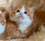 Noorse Boskat kittens, Meerdere dieren, Langharig, 0 tot 2 jaar