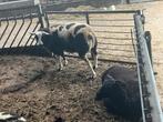 1 mooie bonte ram te koop., Dieren en Toebehoren, Schapen, Geiten en Varkens, Mannelijk, Schaap, 0 tot 2 jaar