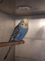 Jonge grasparkieten van 8 weken oud, Dieren en Toebehoren, Meerdere dieren, Parkiet, Tam