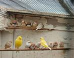koppel gele kanaries, Meerdere dieren, Kleurkanarie