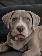 American Bully XL, Dieren en Toebehoren, 15 weken tot 1 jaar, Overige rassen, Teef, CDV (hondenziekte)