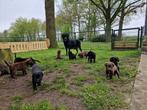 Prachtige Boulab x Labrador pups te koop!, Dieren en Toebehoren, Honden | Niet-rashonden, Particulier, Meerdere, 8 tot 15 weken