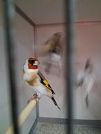 Te koop majoor putter, Dieren en Toebehoren, Mannelijk, Wildzangvogel