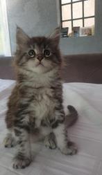 Prachtige Raszuivere Maine Coon Kittens - mogen nu verhuizen, Dieren en Toebehoren, Katten en Kittens | Raskatten | Langhaar, Meerdere dieren