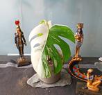 Monstera Albo White, Huis en Inrichting, Ophalen of Verzenden, Halfschaduw, Minder dan 100 cm
