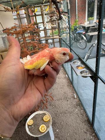 Jonge rubino en roze bourke parkieten nog in nest beschikbaar voor biedingen