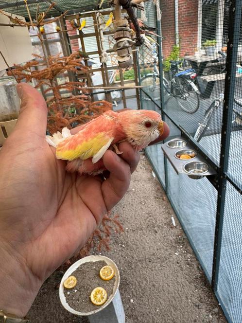 Jonge rubino en roze bourke parkieten nog in nest, Dieren en Toebehoren, Vogels | Parkieten en Papegaaien, Parkiet, Geslacht onbekend