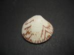 Schelpen: Circe scripta  Linnaeus, 1758.  F+++/Gem., Ophalen of Verzenden, Schelp(en)