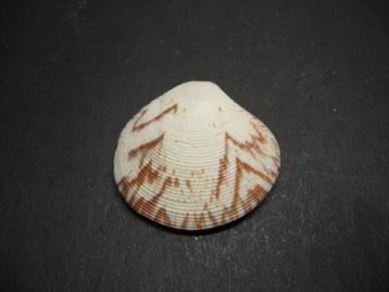 Schelpen: Circe scripta  Linnaeus, 1758.  F+++/Gem. beschikbaar voor biedingen