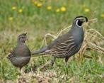 Californische kuifkwartels, Dieren en Toebehoren, Meerdere dieren