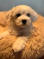 Klein type Maltipoo pups! Meerdere kleuren, Dieren en Toebehoren, Poedel, Parvo, Nederland, 8 tot 15 weken
