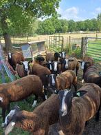 Zwartbles schapen stamboek en zwoegervrij, Dieren en Toebehoren, Schapen, Geiten en Varkens, Meerdere dieren, Schaap, 0 tot 2 jaar