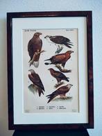 Litho Floericke Steen- Zee- Vis Arend Wouw 1922, Ophalen of Verzenden