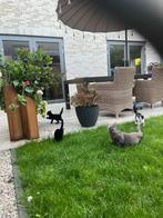 Lieve kittens, Dieren en Toebehoren, Katten en Kittens | Overige Katten, Geslacht onbekend, Kortharig, 0 tot 2 jaar