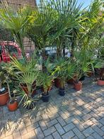 Olijfbomen / palmbomen / vijgbomen / polygala / bougainville, Volle zon, Ophalen of Verzenden, 100 tot 250 cm, Olijfboom