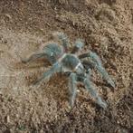 Lasiodora parahybana juveniele., Dieren en Toebehoren, Insecten en Spinnen
