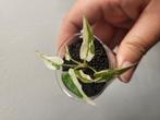 TC-plantjes in zakje – wie wil ze zelf grootbrengen?, Huis en Inrichting, Ophalen of Verzenden, Halfschaduw, Minder dan 100 cm