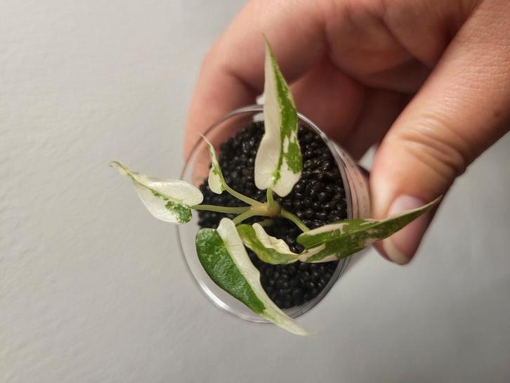 TC-plantjes in zakje – wie wil ze zelf grootbrengen?, Huis en Inrichting, Kamerplanten, Minder dan 100 cm, Halfschaduw, Ophalen of Verzenden