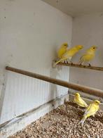 Waterslager kanaries .Zie omschrijving., Meerdere dieren, Kleurkanarie