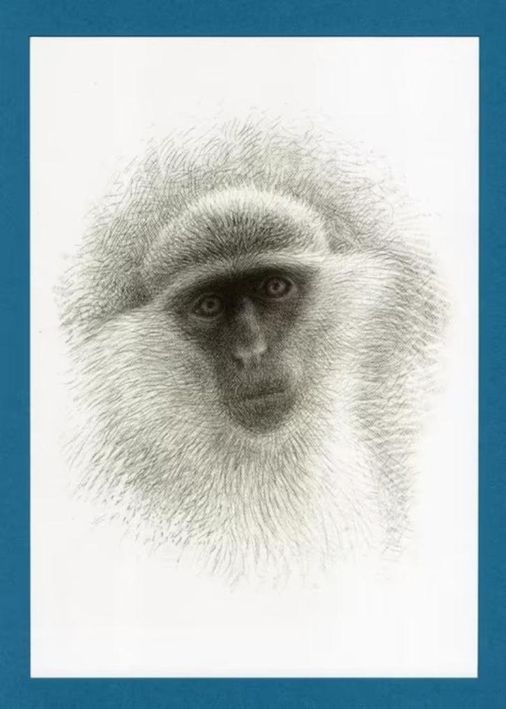 Pentekening Groene Meerkat Malta door Theo Zwinderman., Verzamelen, Overige Verzamelen, Zo goed als nieuw, Ophalen of Verzenden