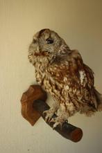Taxidermie opgezette uil, Ophalen of Verzenden, Gebruikt, Vogel, Opgezet dier