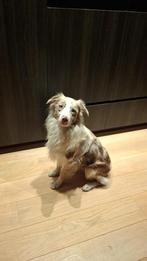 Border collie x Aussi reu herplaatser, Dieren en Toebehoren, Honden | Chihuahua's en Gezelschapshonden, 1 tot 2 jaar, Eén hond
