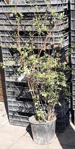 Spierstruik: Spiraea vanhouttei en Grefsheim, Ophalen, Overige soorten, Struik, Minder dan 100 cm