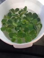 Aquariumplanten, Ophalen of Verzenden