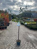 Halfstam Kweepeer 'Vranja' - Cydonia oblonga, Tuin en Terras, Planten | Bomen, Overige soorten, Lente, 100 tot 250 cm, Ophalen