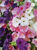 Zaden PETUNIA Mix, Tuin en Terras, Ophalen of Verzenden, Zaad