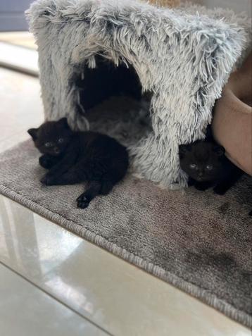 Zeldzame FULL BLACK Britse korthaar kittens beschikbaar voor biedingen
