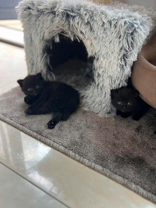 Zeldzame FULL BLACK Britse korthaar kittens, Dieren en Toebehoren, Katten en Kittens | Raskatten | Korthaar, Meerdere dieren, 0 tot 2 jaar