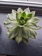 Vetplant groen, Ophalen, Overige soorten, Minder dan 100 cm