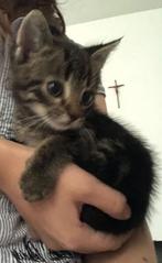 Gratis Kitten, Dieren en Toebehoren, Katten en Kittens | Overige Katten, Meerdere dieren, 0 tot 2 jaar